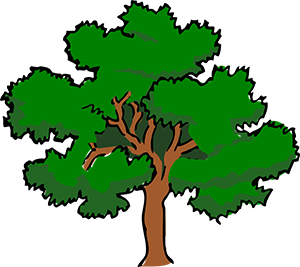 Drvo Hrast